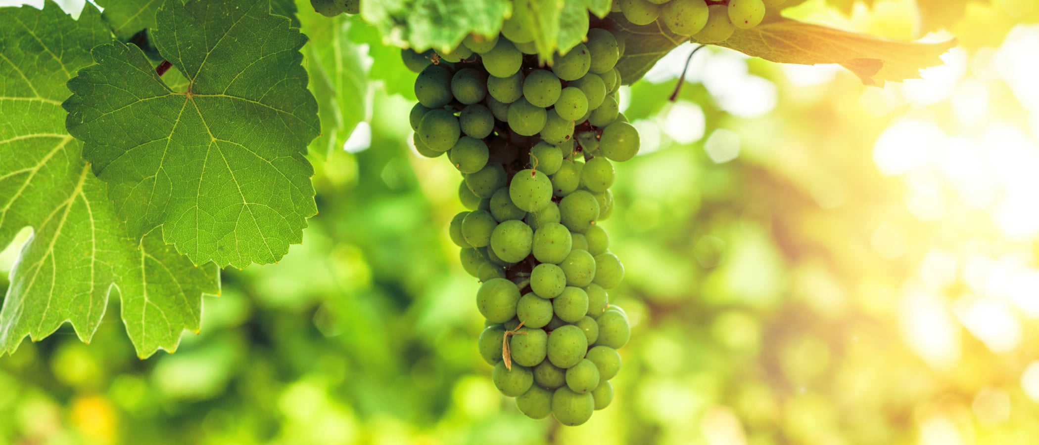 Sauvignon blanc growing in the vineyard