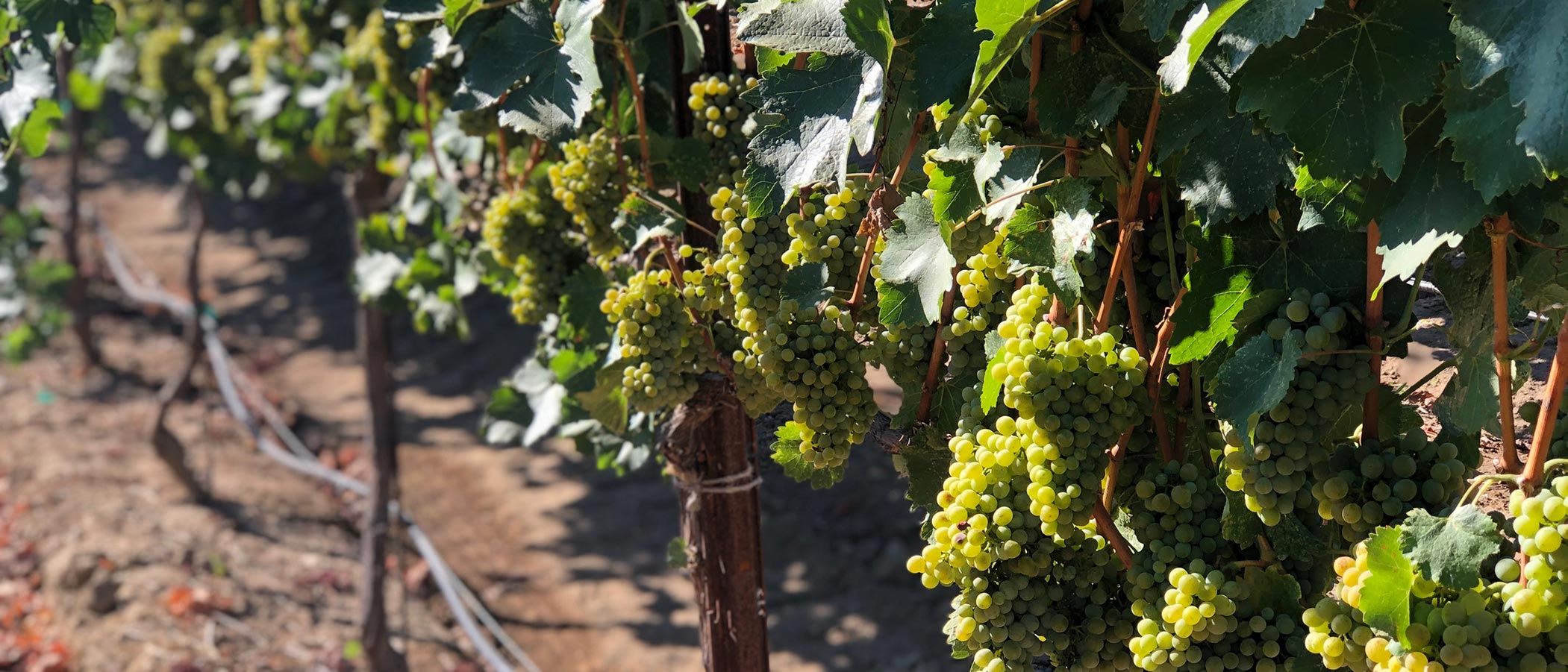chenin blanc vines full of fruit