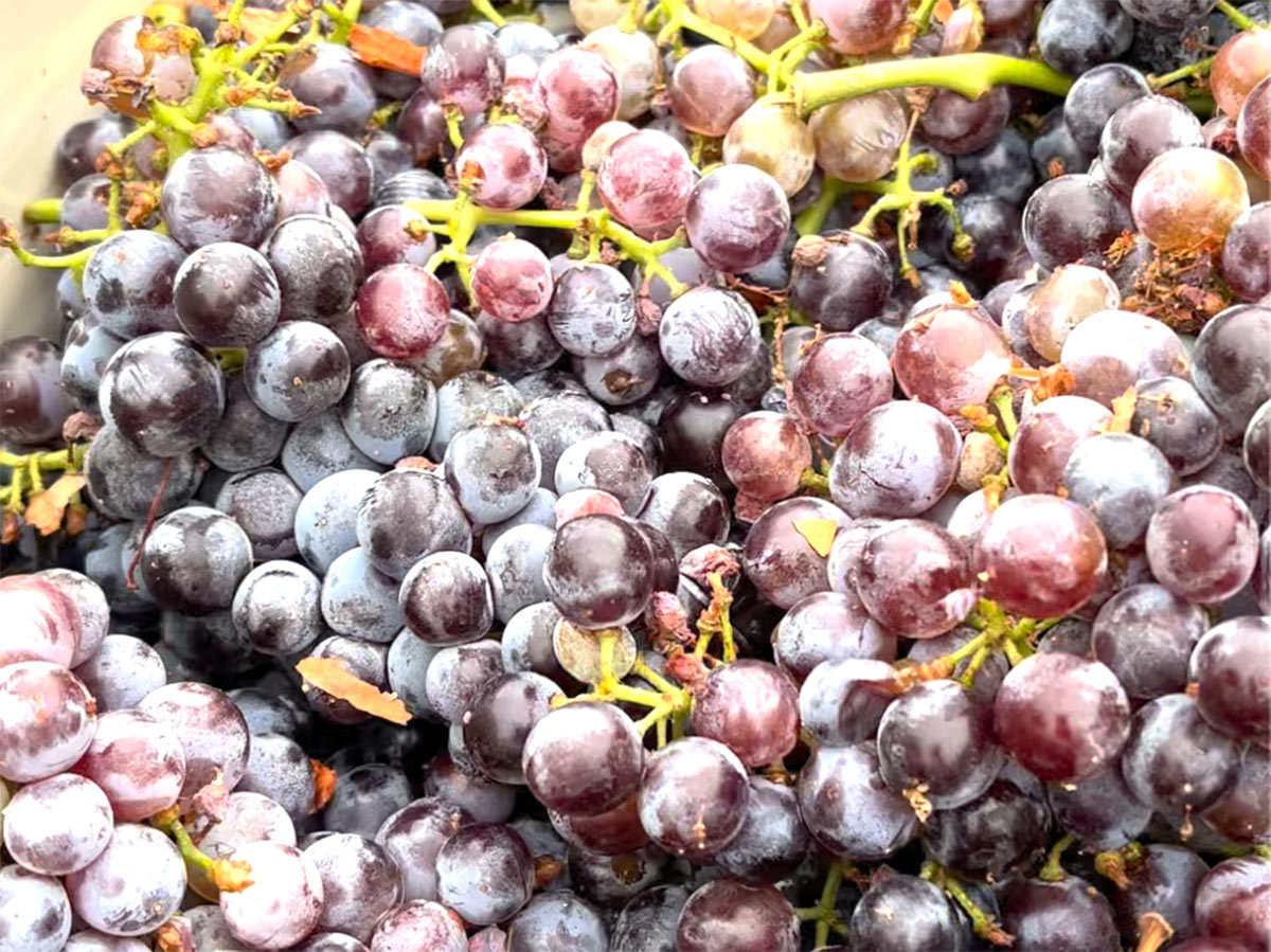 Clusters of grenache just picked