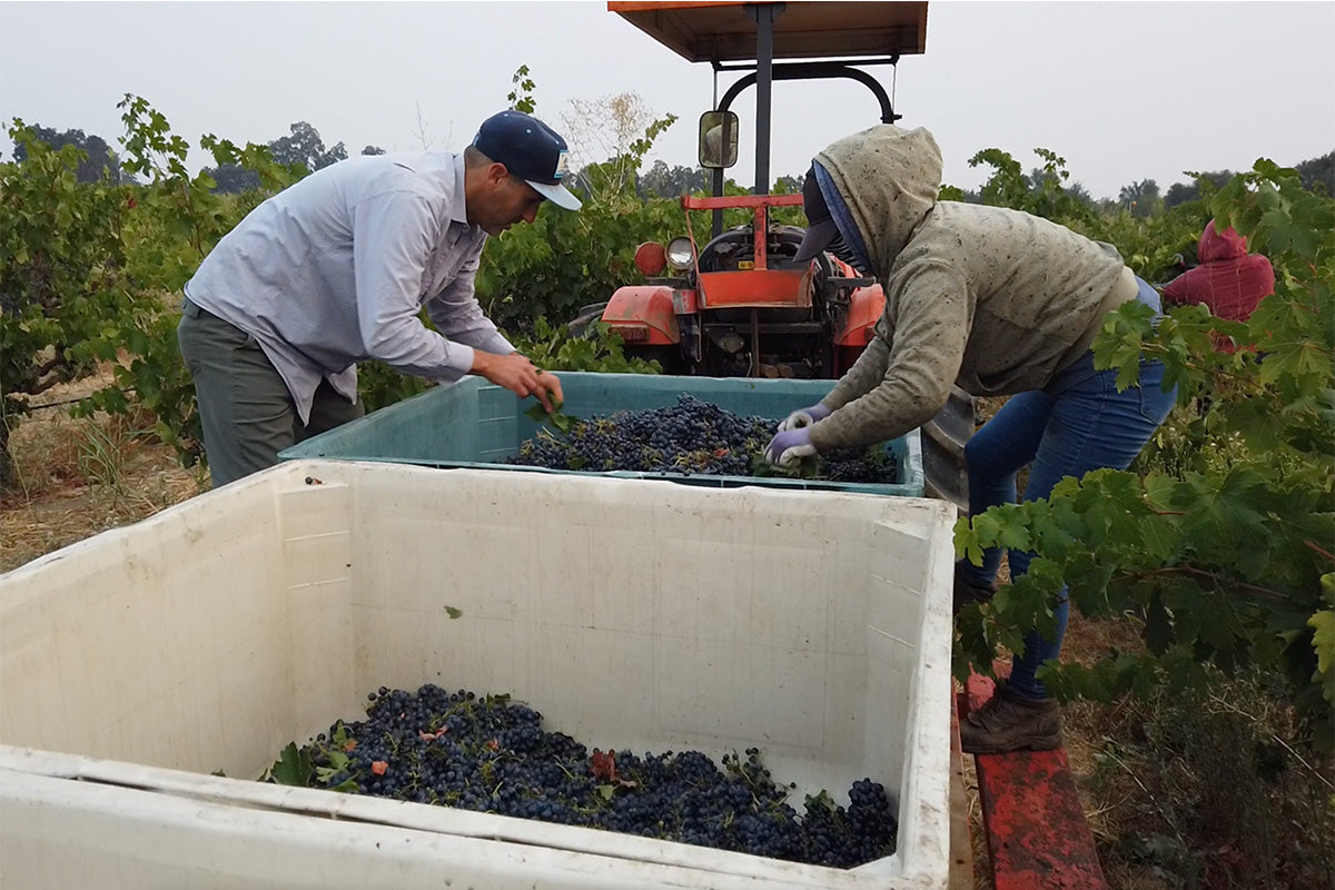 Crew sorting fruit at Stampede Vineyard, Lodi.