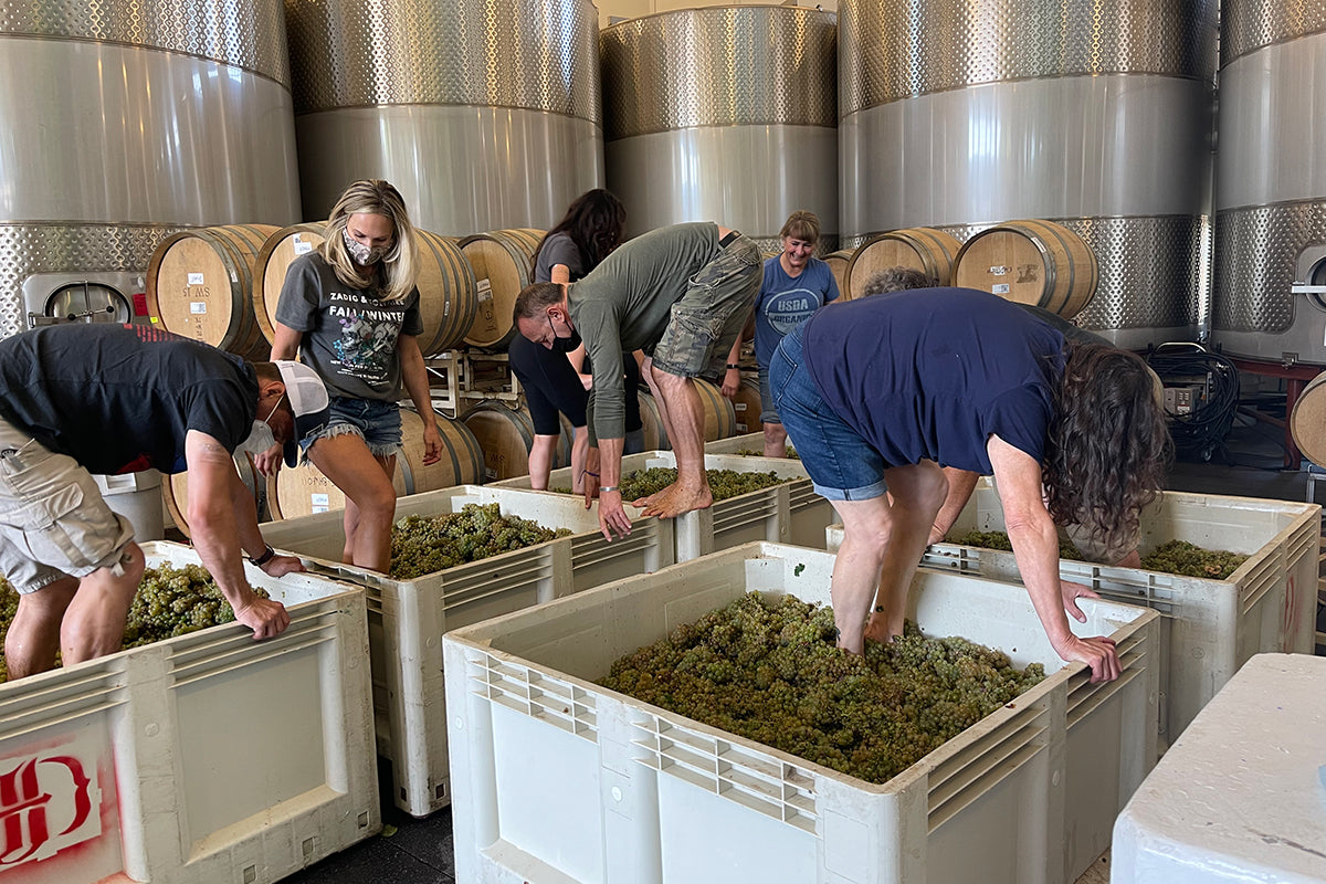 Crew stomping grapes with feet.