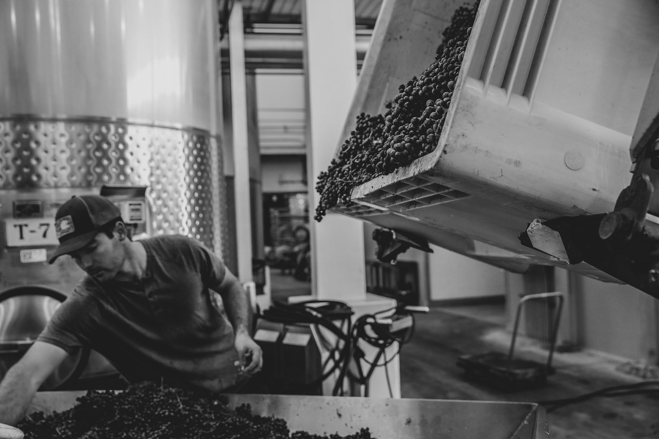 man checking grapes