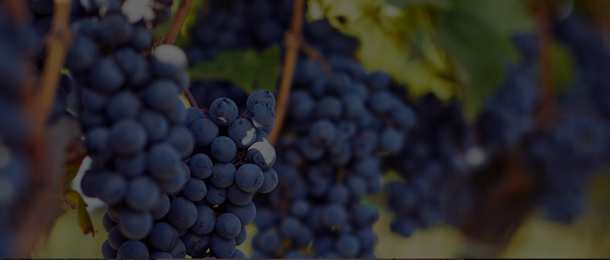 Napa grapes on the vine