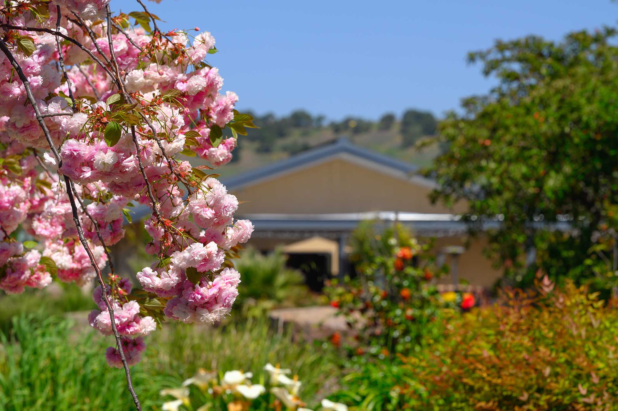 Cherry blossoms at the winery in spring