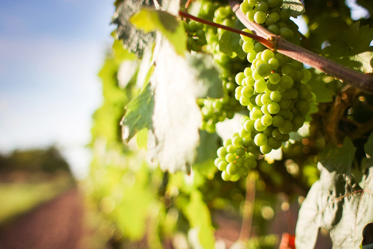 White wine grapes growing on the vines