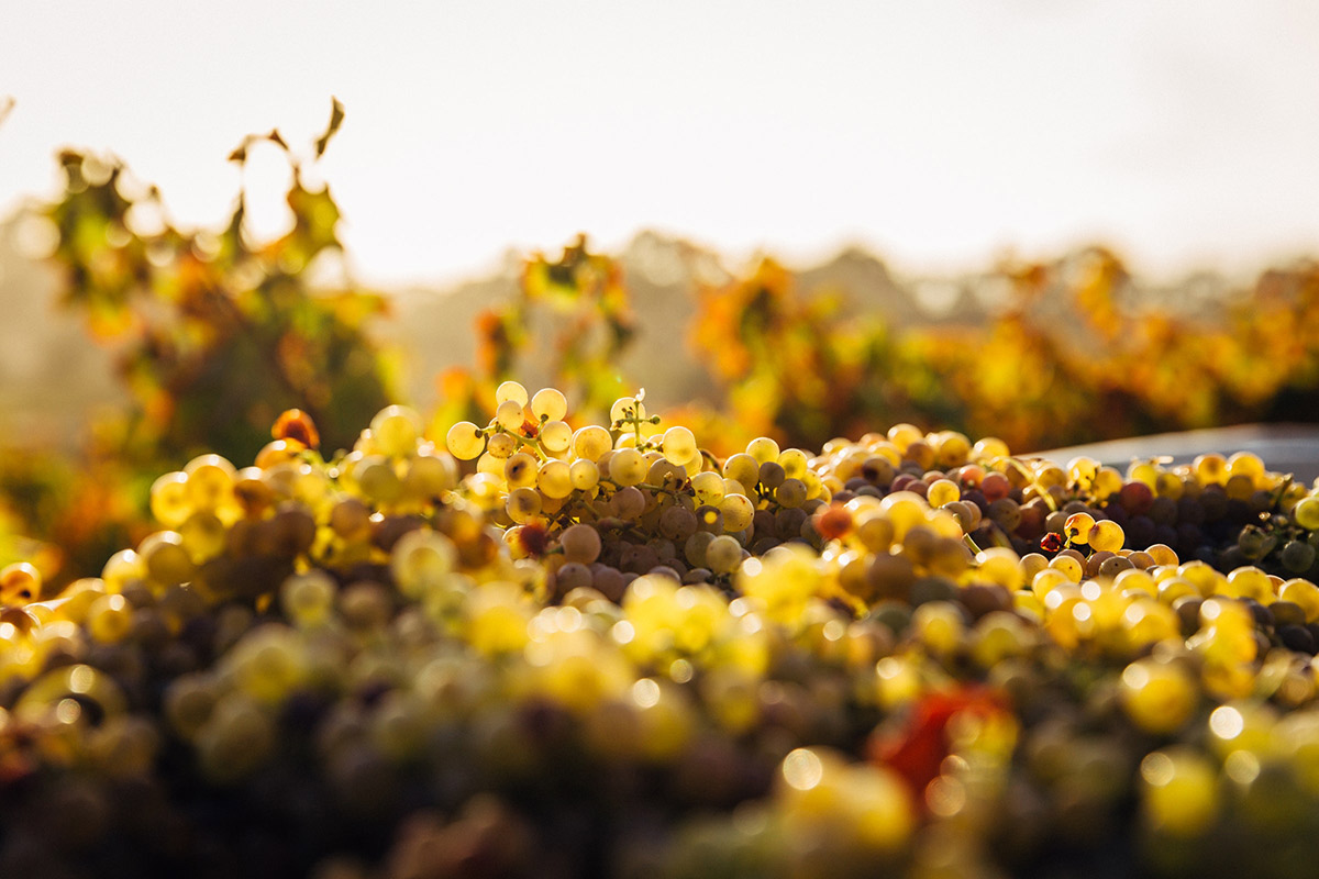 Gruner Veltliner grapes at harvest