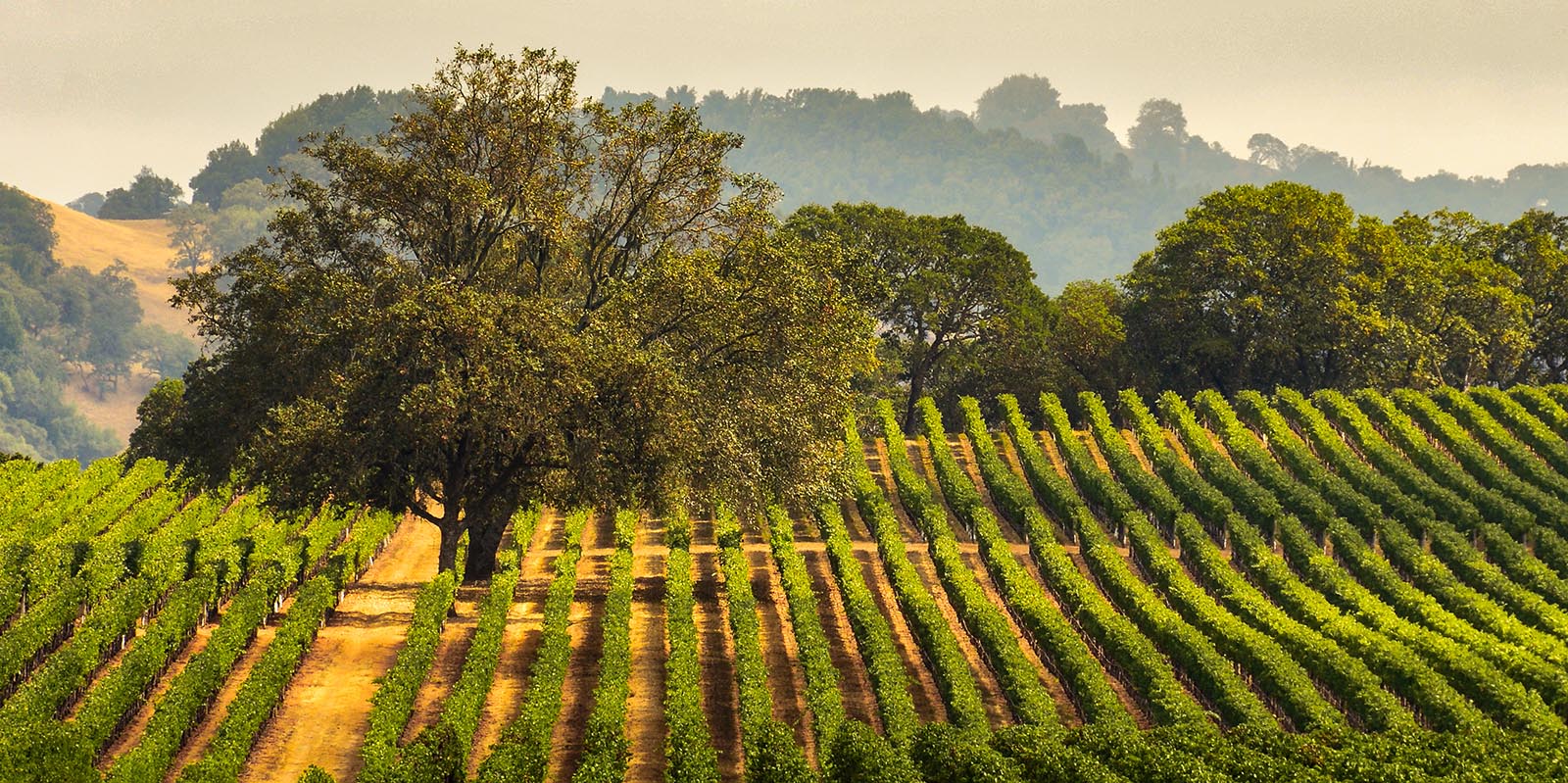 Panorama of a Vineyard with Oak Tree., Sonoma County, California