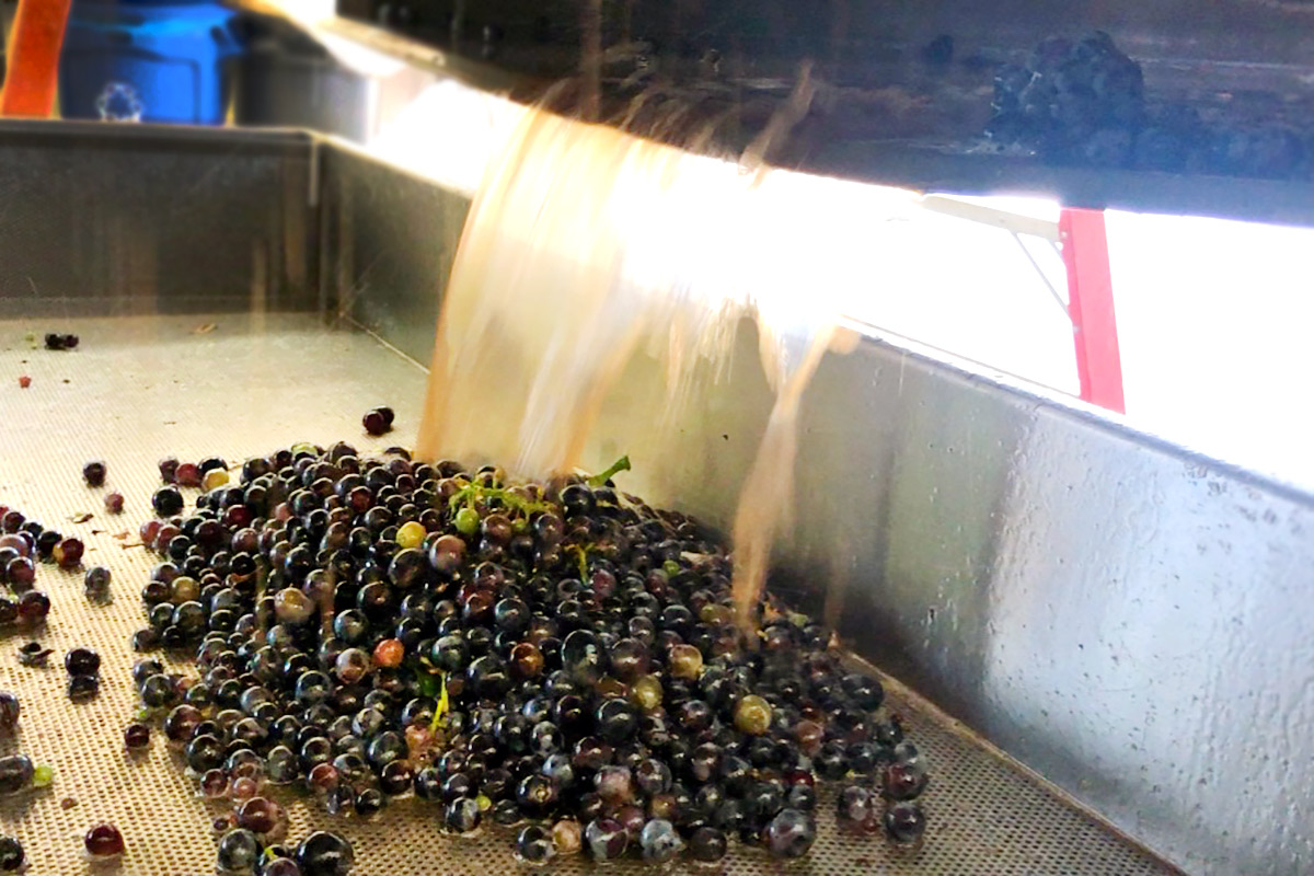 Pressing Grenache wine grapes for rosé