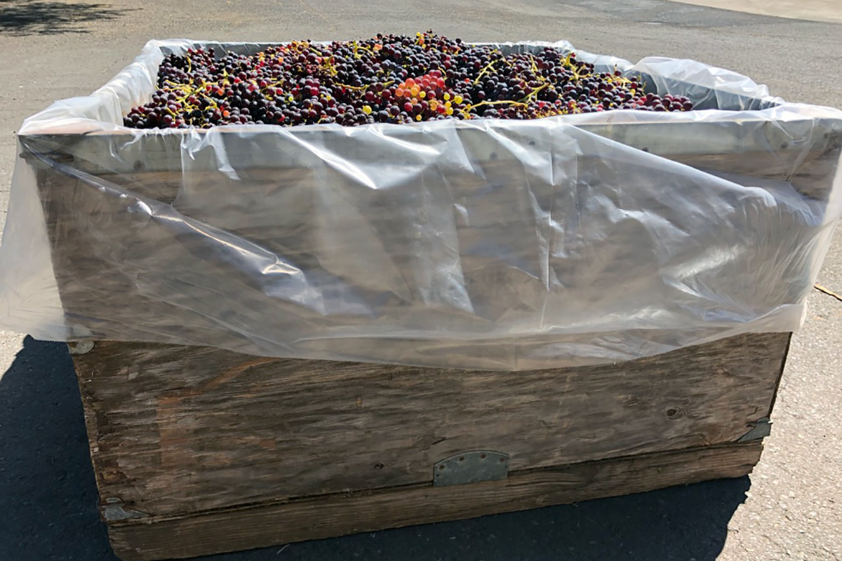 Just harvested-Grenache-in-a-wooden-wine-tote