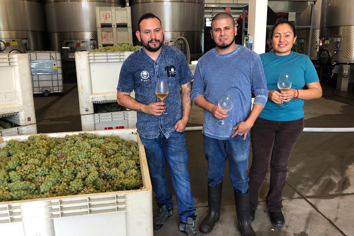 Three members of the winery team standing next to tote of green grapes