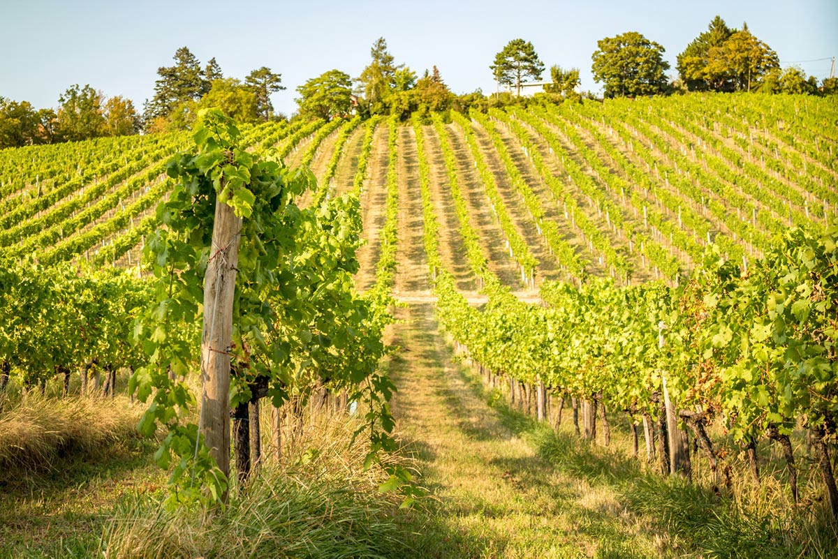 Sunlit rows of vines