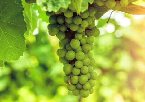 Sauvignon blanc growing in the vineyard