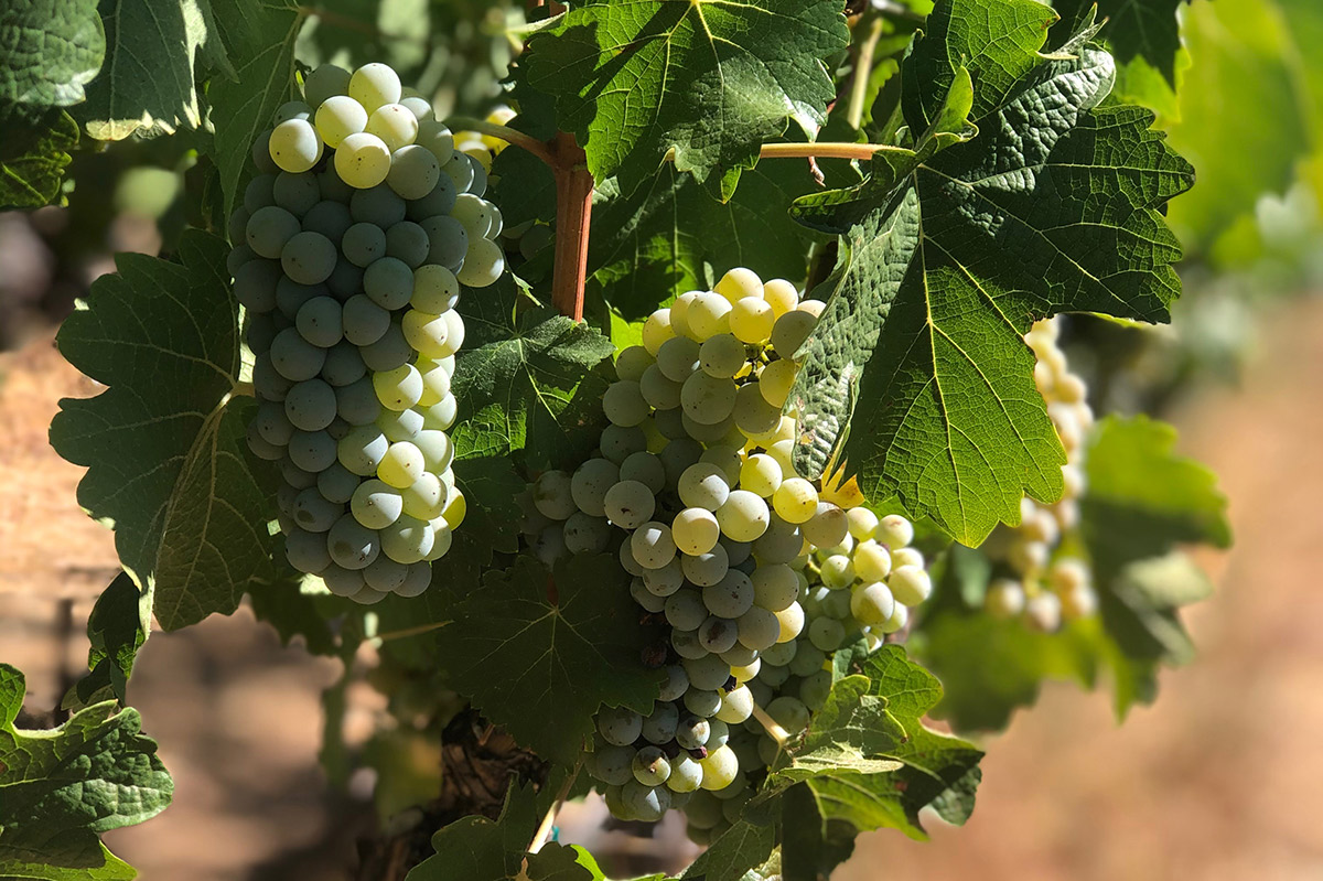 Ripening clusters of Chenin Blanc