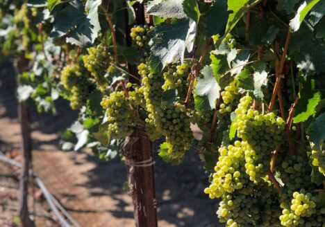 chenin blanc vines full of fruit