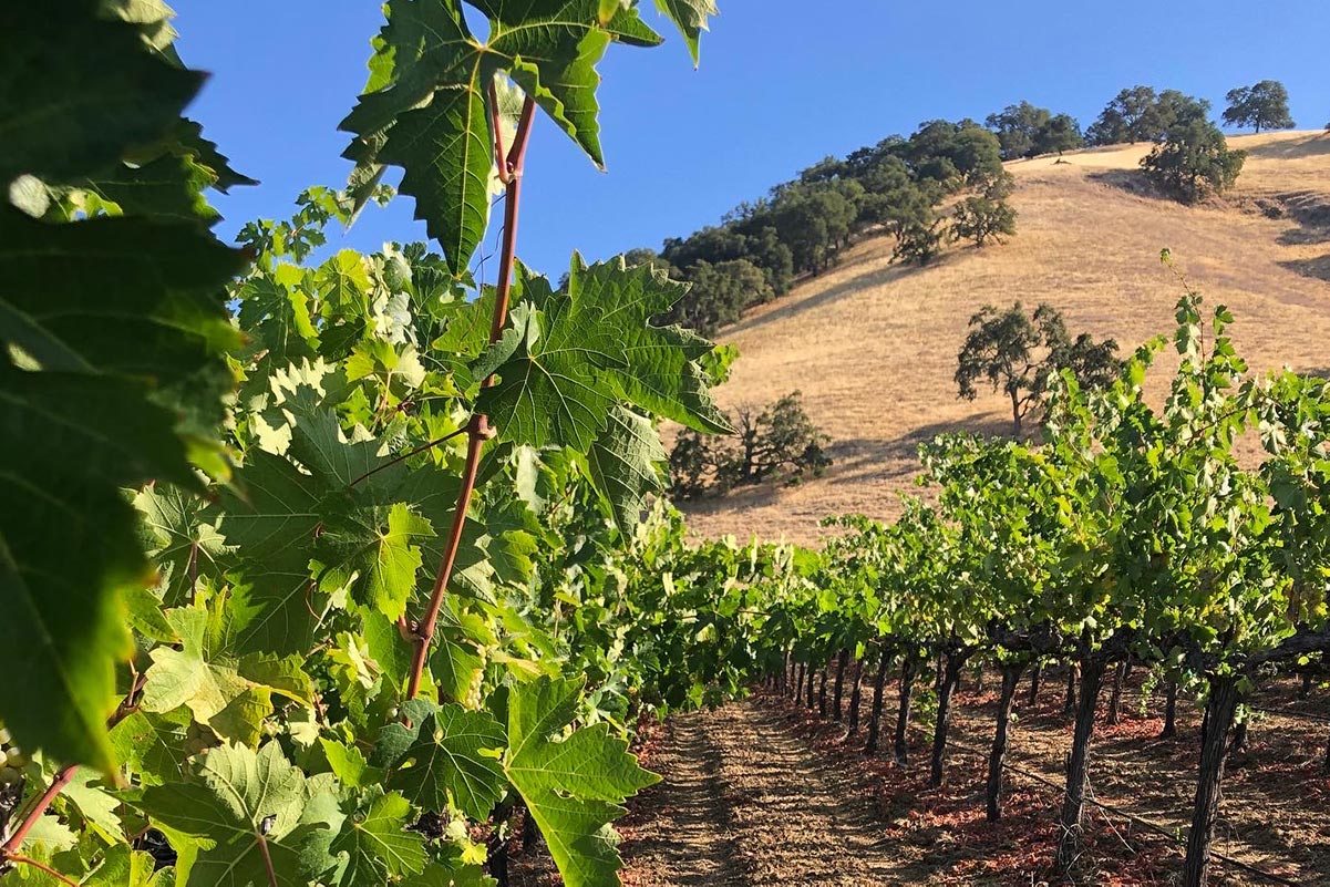 Chenin Blanc Vineyard