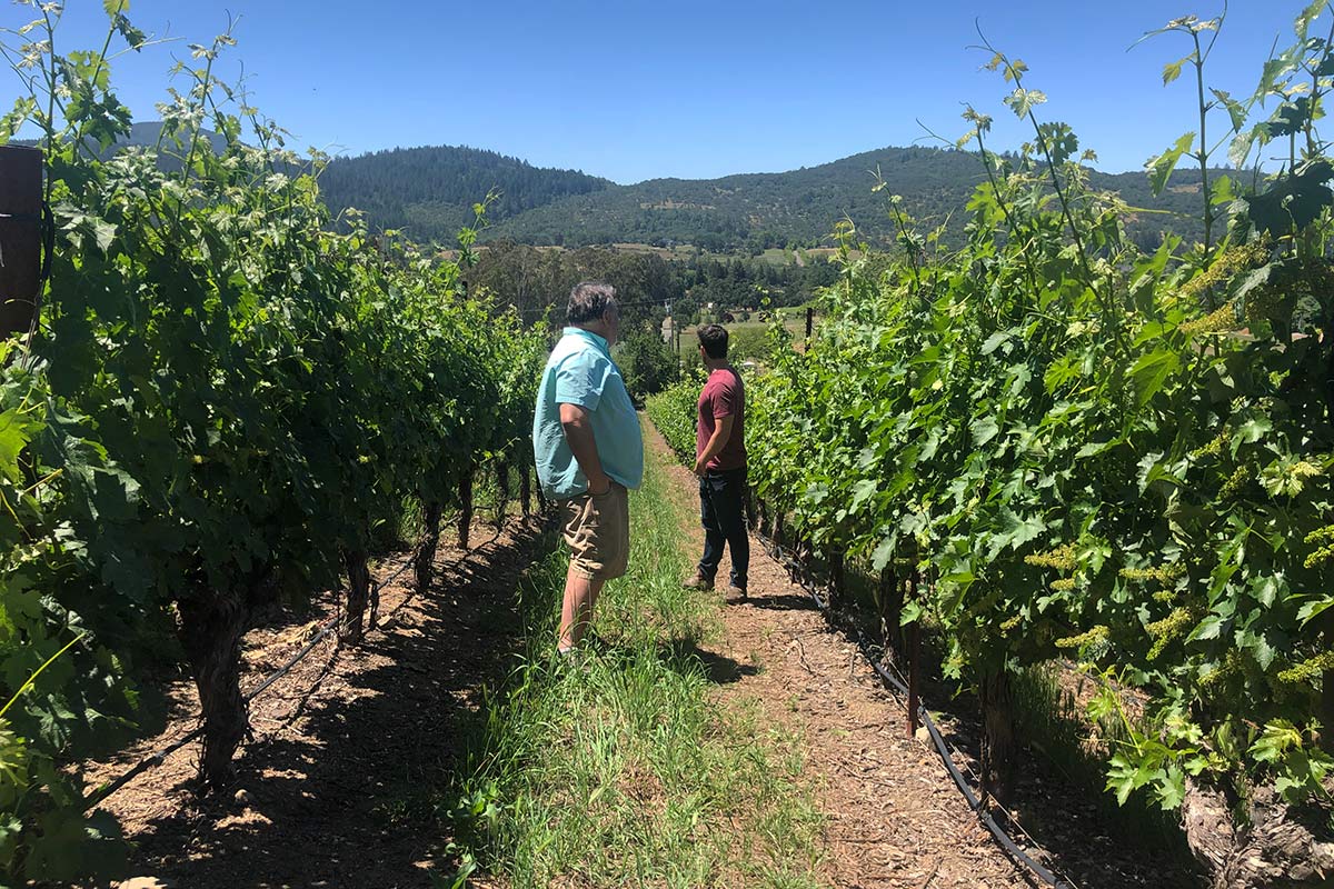 Tim and Connor checking on fruit in the vineyard