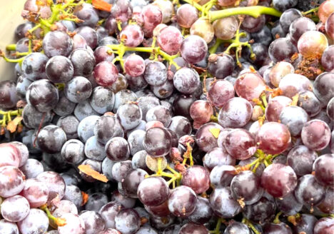 Clusters of grenache just picked