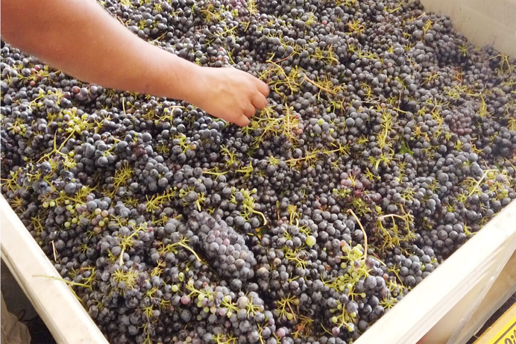 Hand sorting clusters of red wine grapes.