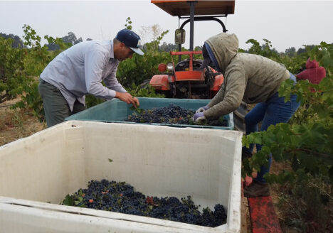 Crew sorting fruit at Stampede Vineyard, Lodi.