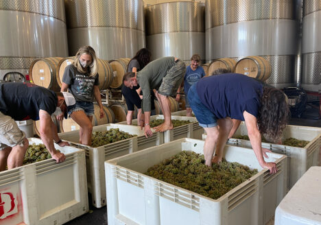 Crew stomping grapes with feet.