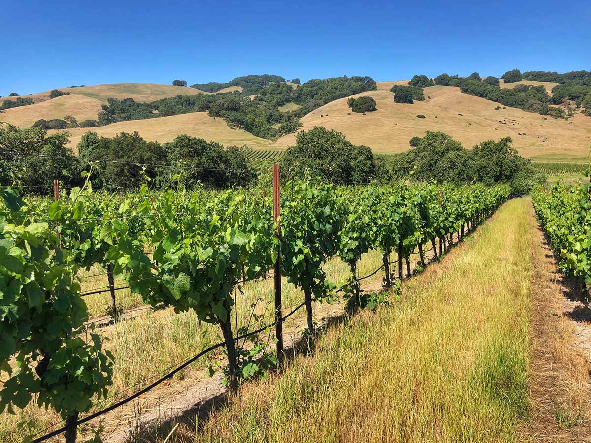 Durell Vineyard in the Sonoma Coast