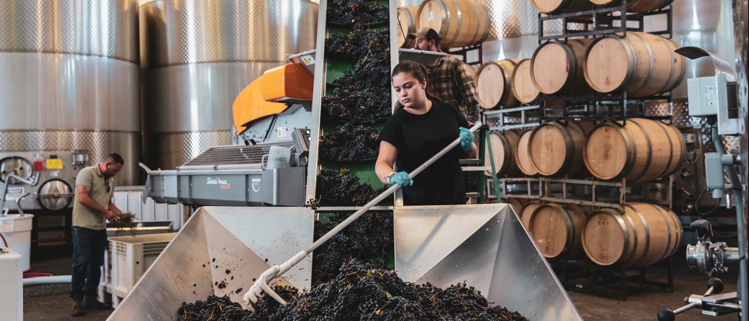 Woman pushing wine grapes into a hopper