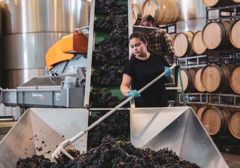 Woman pushing wine grapes into a hopper