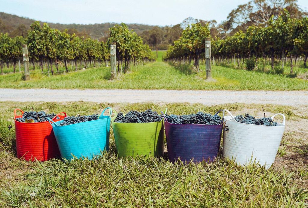 Colorful totes lined up on grass in front of vineyard rows