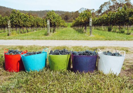 Colorful totes lined up on grass in front of vineyard rows