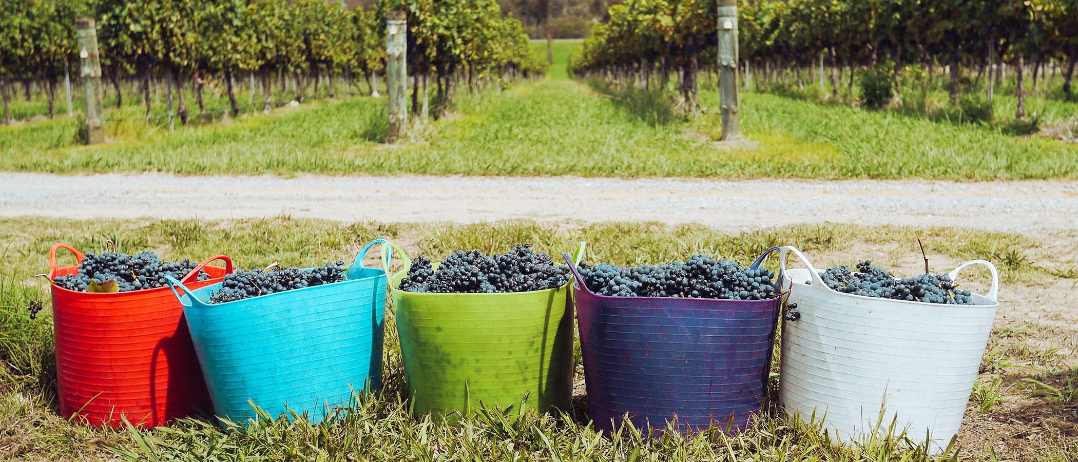 Colorful totes lined up on grass in front of vineyard rows
