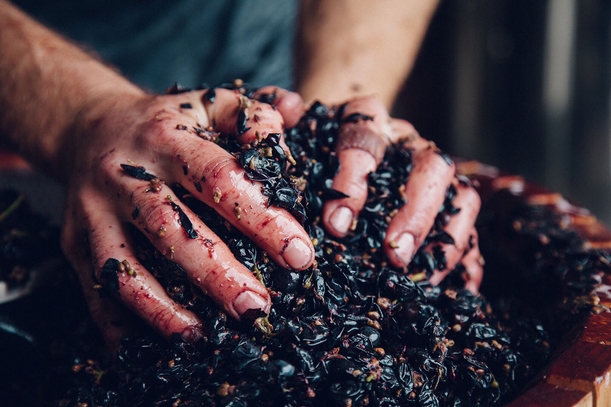 Hands handling purple grape skins