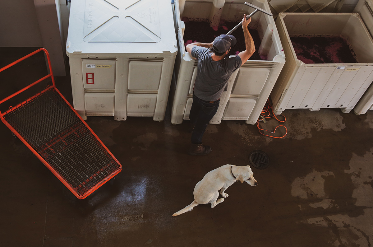 Overhead shot of winemaker and dog punching down grape must