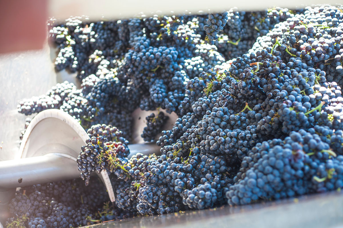 Purple wine grapes going through destemmer.