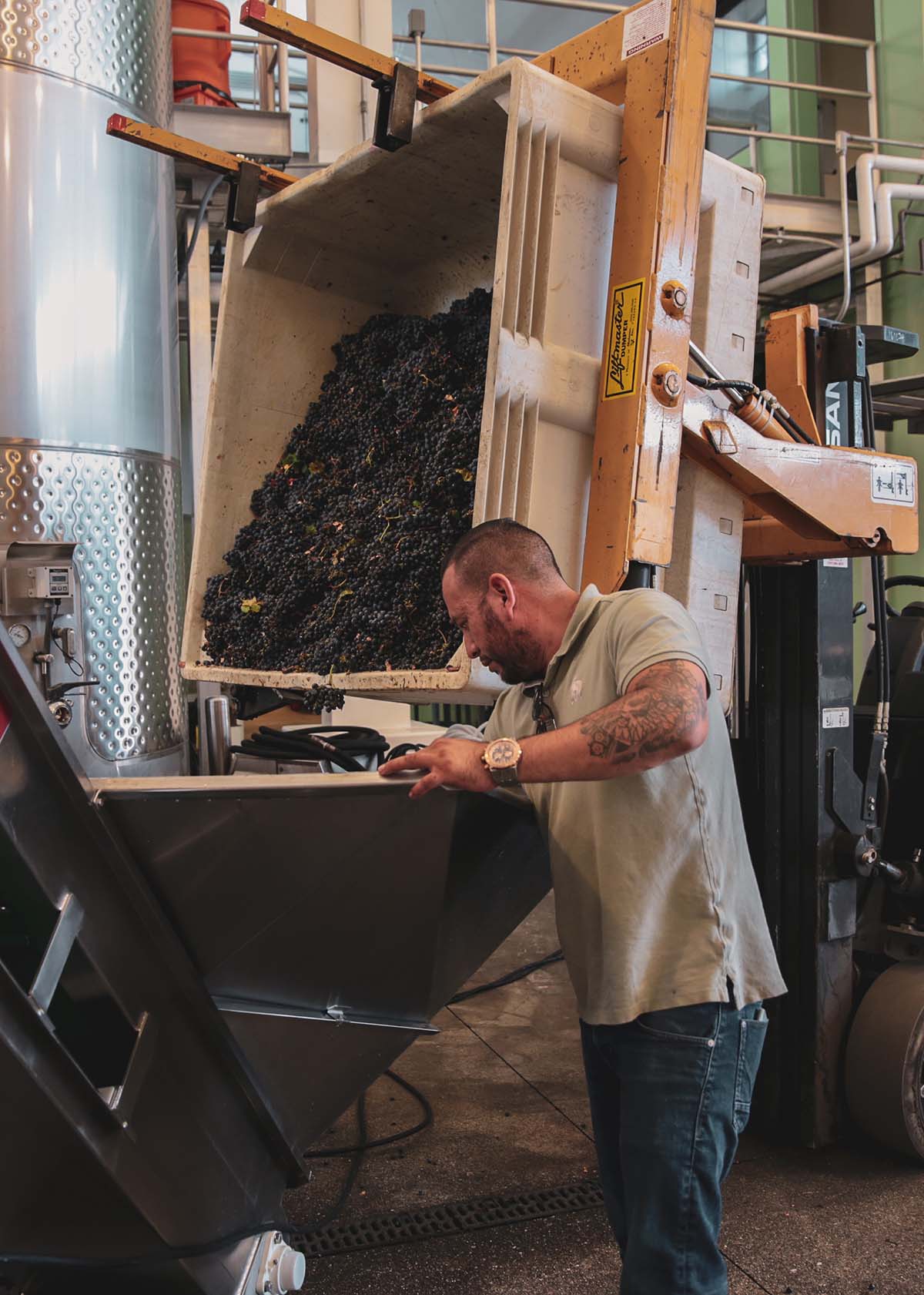 Man sorting red wine grapes inside a winery