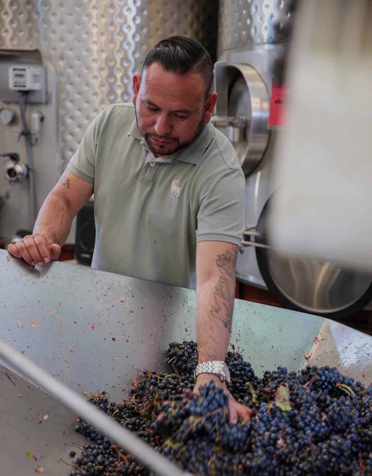 man sorting wine grapes